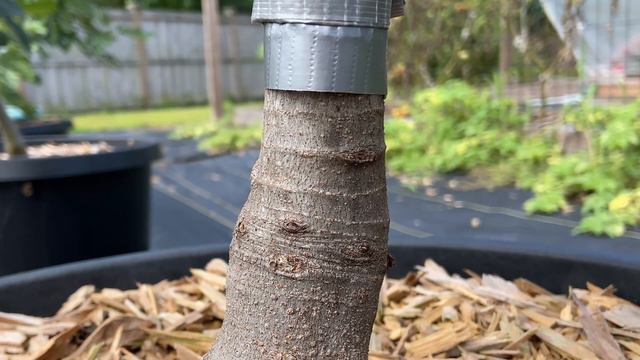 This Simple Garden Trick Will Keep Ants Off Fruit Trees смотреть онлайн