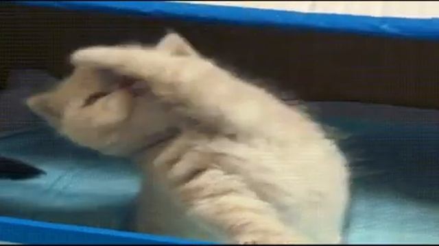 Мои Любимые Гифки С Котиками смотреть онлайн