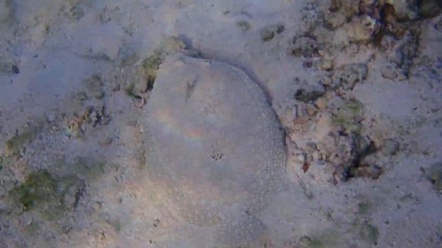 Flatfish swimming смотреть онлайн
