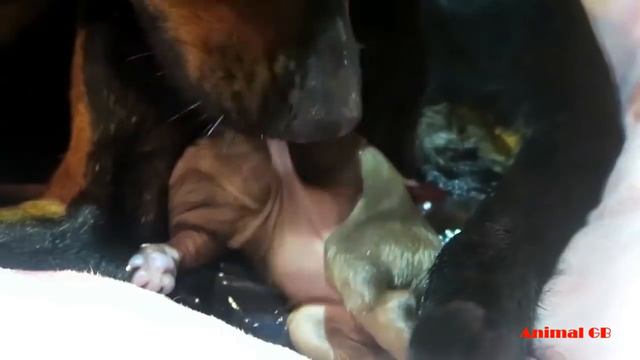 Miniature Pinscher giving birth and feeding puppies- Cute Minpin dog breed смотреть онлайн