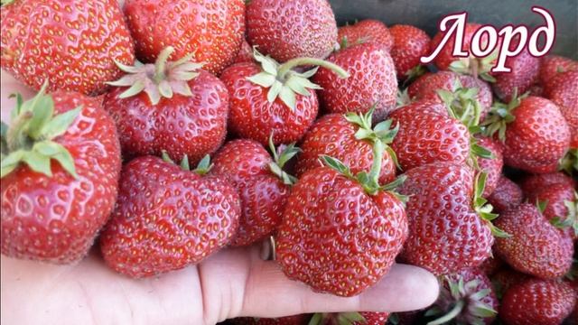 Презентация СРЕДНИЕ сорта земляники на 24 г смотреть онлайн