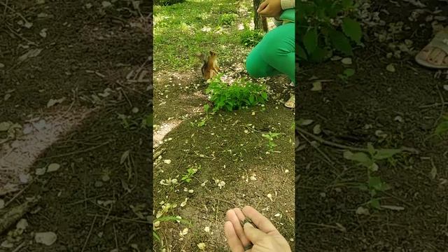 Курортный парк. г. Ессентуки смотреть онлайн