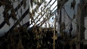 Теплица подземная.