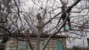 Обрезка грецкого ореха. Снижение кроны дерева
