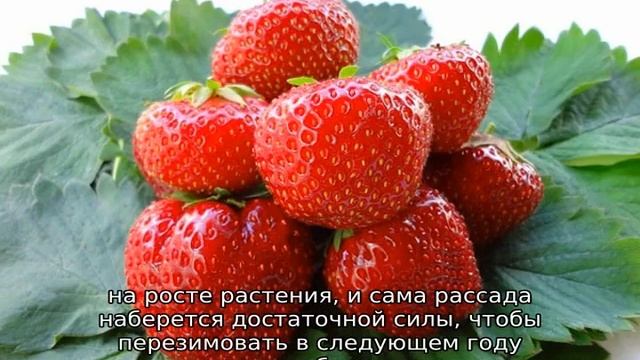 Клубника Вима Ксима смотреть онлайн
