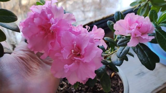 ОБЗОР КОМНАТНЫХ РАСТЕНИЙ ЦВЕТОВ НЕ УДОБРЯЙТЕ АЗАЛИИ во ВРЕМЯ ЦВЕТЕНИЯ смотреть онлайн