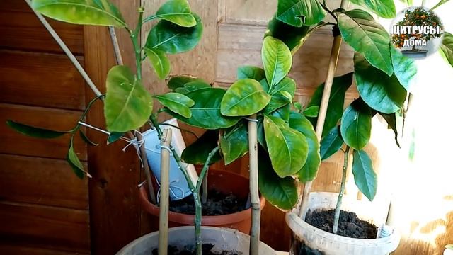 Лимон из косточки.Формирование кроны- первая прищипка- основа ствола и начало кроны смотреть онлайн