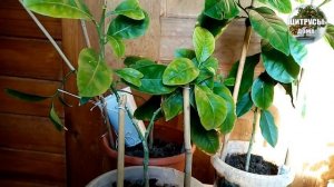 Лимон из косточки.Формирование кроны- первая прищипка- основа ствола и начало кроны