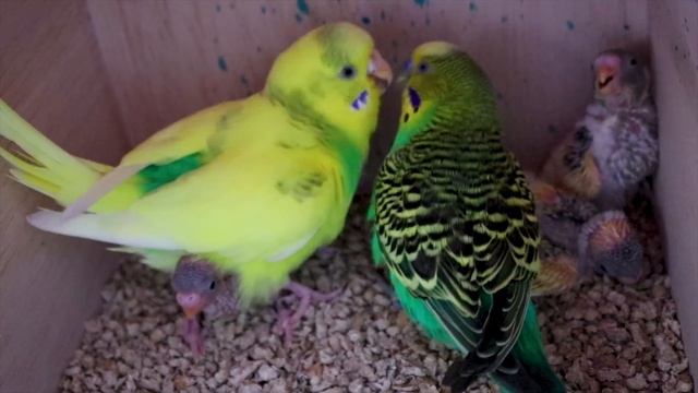 CAN BUDGIES KILL EACH OTHER? смотреть онлайн