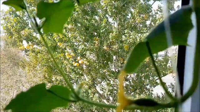 На балконе ОГОРОД ещё радует/ Помидоры и базилик смотреть онлайн