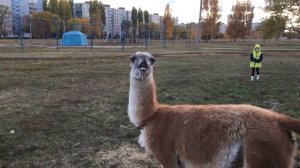 Лама плюет ржач не могу под столом