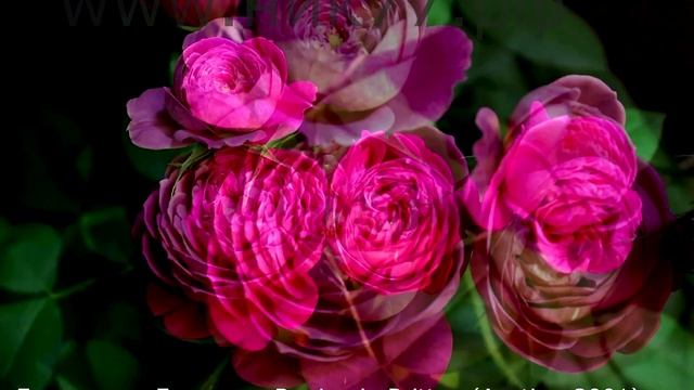 Как распускается роза Бенджамин Бриттен -Timelapse Rose 4К. Benjamin Britten (Austin 2001) смотреть онлайн