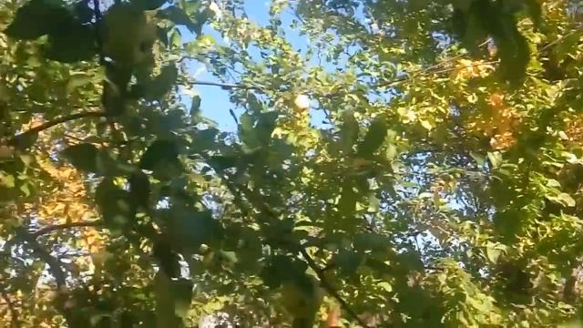 КОГДА ЛУЧШЕ ВСЕГО САЖАТЬ ДЕРЕВЬЯ ОСЕНЬЮ ИЛИ ВЕСНОЙ? 14.10.2018 смотреть онлайн