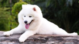 ПОРОДА СОБАК: САМОЕДСКАЯ ЛАЙКА