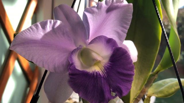 Cattleya Aloha Case var. coerulea 'KS' (C. Mini Purple x Cattleya walkeriana) смотреть онлайн
