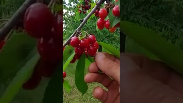 Черешня майская смотреть онлайн