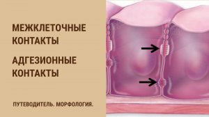 Межклеточные контакты. Адгезионный тип. Поясок адгезии. Десмосома. Полудесмосома.