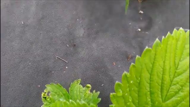 КЛУБНИКА под агроволокном! САЖАТЬ или НЕ САЖАТЬ! смотреть онлайн