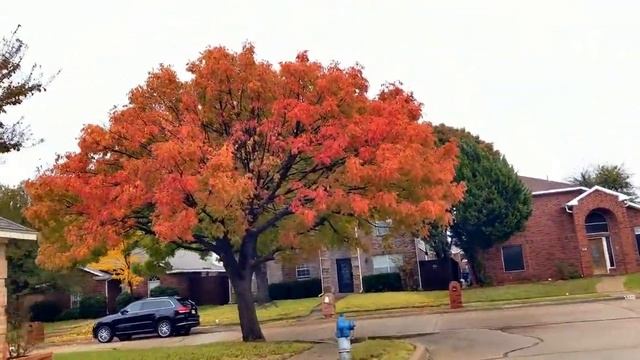 Золотая осень в Далласе. С середины ноября и до Рождества. смотреть онлайн