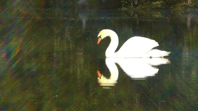 Это было вчера.Дубовка. Гуси лебеди....Запорожье 12.5.2023. смотреть онлайн