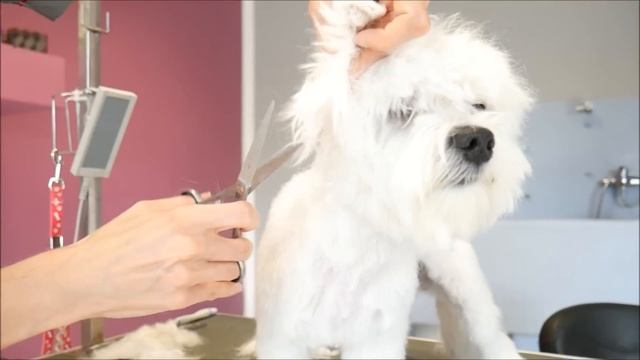 Grooming Guide - How to Groom a Maltese (Puppy) #13 смотреть онлайн