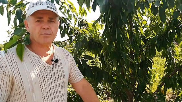 Обработка черешни после сбора урожая. смотреть онлайн