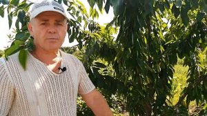 Обработка черешни после сбора урожая.