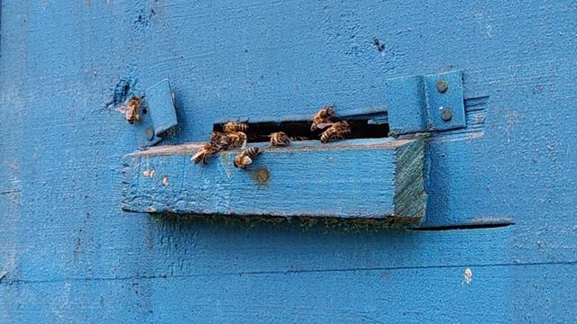 Прекрасная работа пчёл породы карника, мёд в Карелии, пасека п.Ладва. смотреть онлайн