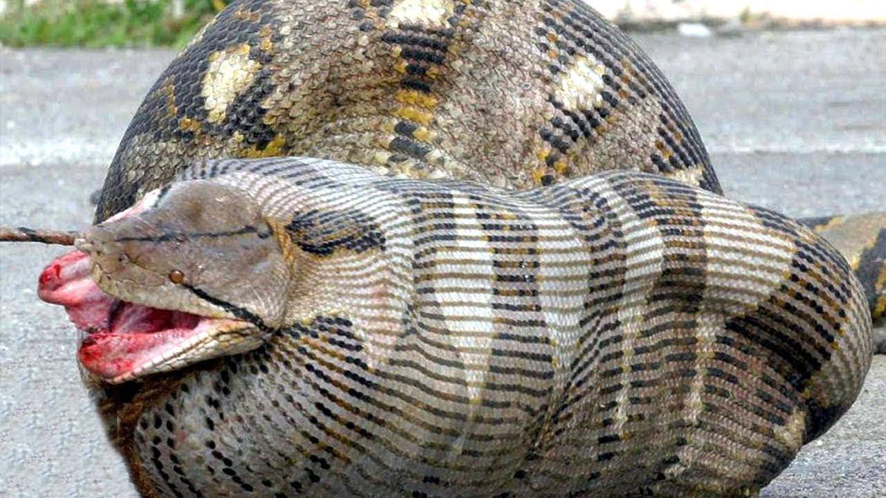 Самые Страшные Животные Австралии смотреть онлайн