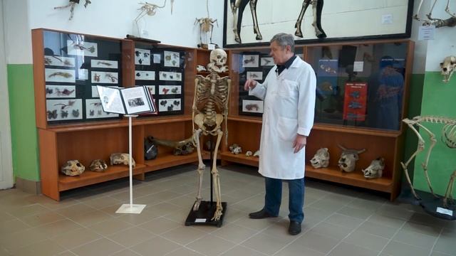 Как делают скелет из настоящего человека.243 смотреть онлайн