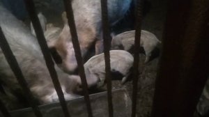 В каком возрасте отнимать поросят от свиноматки.