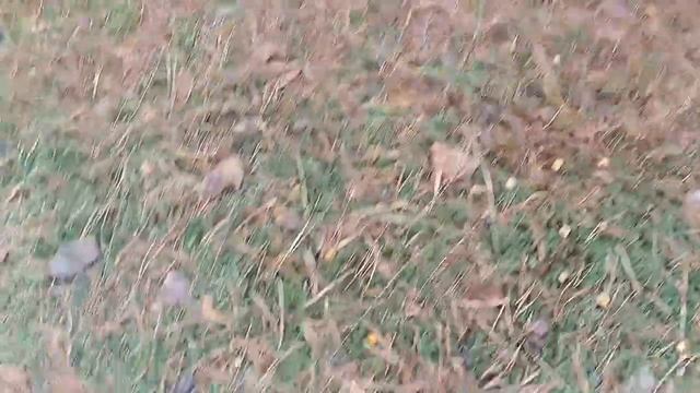 СУПЕР ТРОФЕЙНАЯ ГРИБАЛКА 2023 #грибалка2023 #сборгрибов #грибы2023