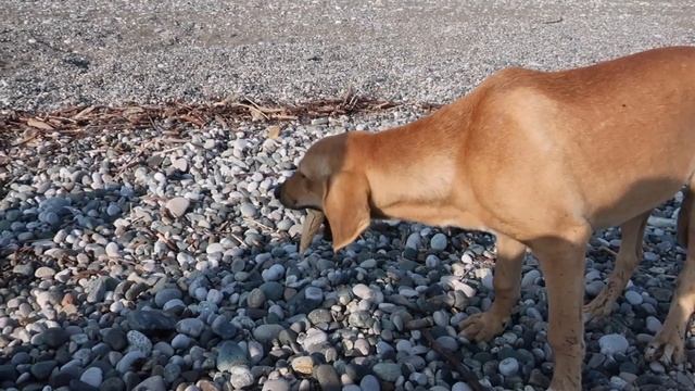 Абхазия На Машине. Первые Впечатления. Граница, Море в Пицунде смотреть онлайн