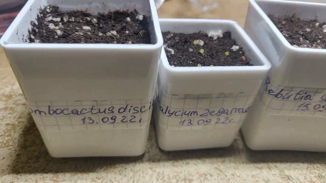 Первые всходы семян кактусов из CactusGarden #1 | 20.09.22 | Разведение кактусов дома с нуля смотреть онлайн