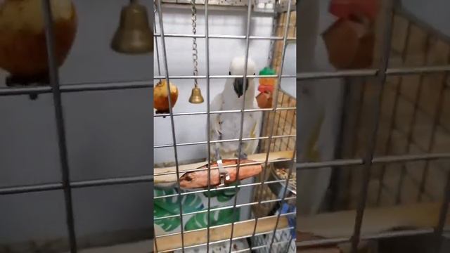 Прикольные и полезные вещи для попугаев смотреть онлайн