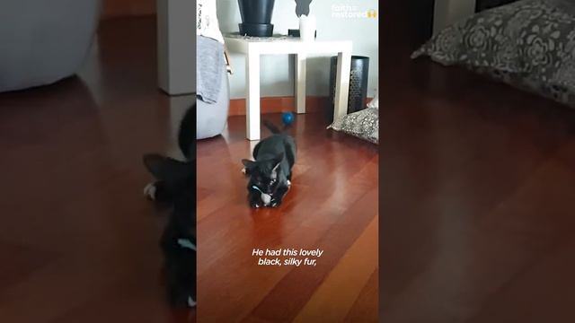 This rescue cat was a walking skeleton — now he's gorgeous and obsessed with grooming his dad 💕 смотреть онлайн
