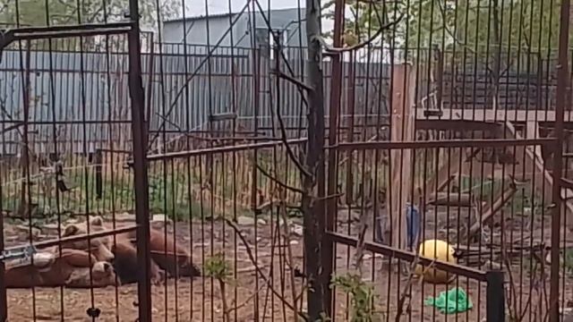 28.04.23. вот почему лев не разобран! смотреть онлайн