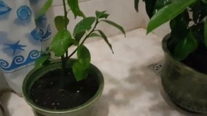 Желтеют листья у лимона, причина, хлороз и что делать.