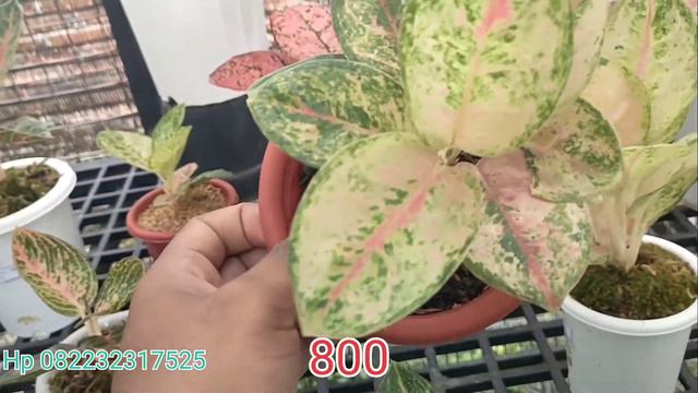 aglonema Magelang |nezkia |witurah |Angelina | смотреть онлайн