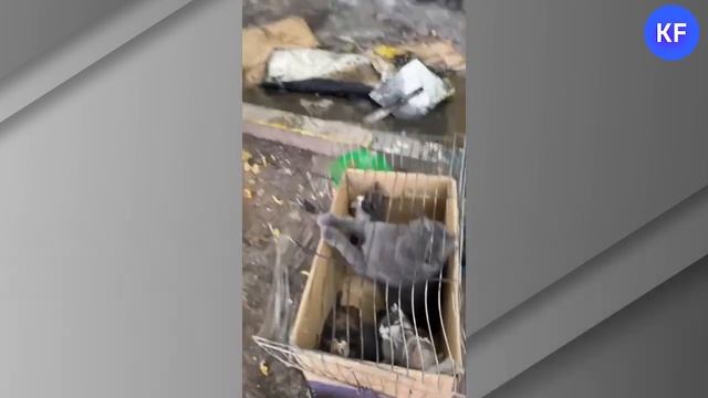 На пожаре в Казани спасли кошку и шесть котят смотреть онлайн