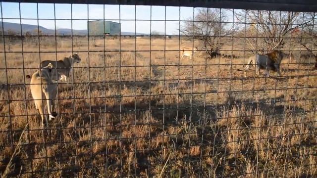 Ирина Вронская: львы в вечерней саванне! Lions in the evening savannah! смотреть онлайн