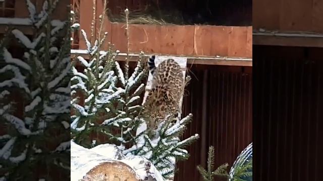 Маленький леопард решил поохотится?? ПАРК ЗЕМЛЯ ПРАЙДА ?