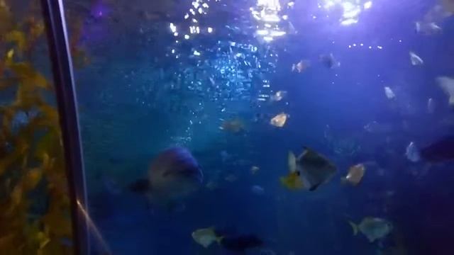 Aquaria KLCC Diver смотреть онлайн