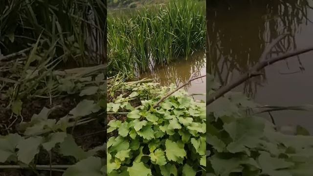 пенопласт, сало на донках работают! рыбалка р дон смотреть онлайн