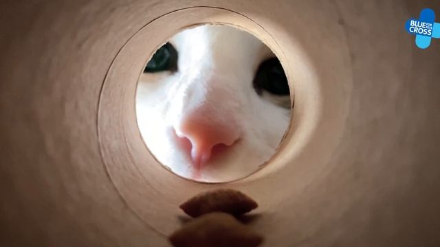 Cardboard Box Hacks For Your Cat | Cat Games | Blue Cross смотреть онлайн