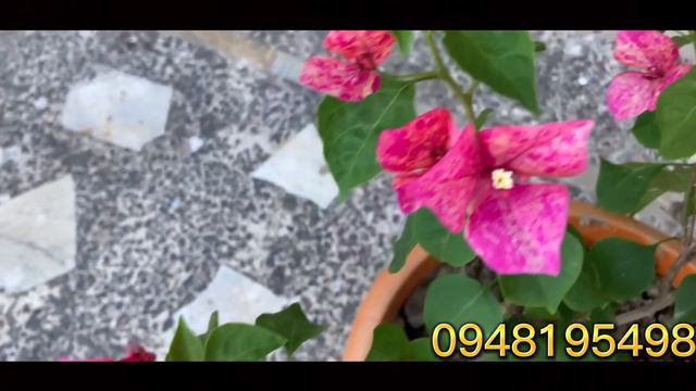 Kristina bougainvillea 0948195498 #ruby#hoagiay#hoagiaydep#giong moi смотреть онлайн