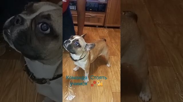 Французский бульдог команда стоять ??? смотреть онлайн
