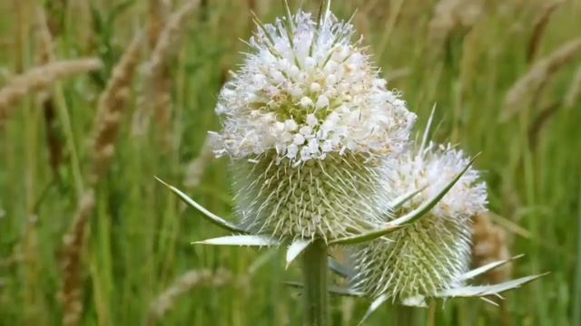 ВОРСЯНКА. Посев из семян. смотреть онлайн