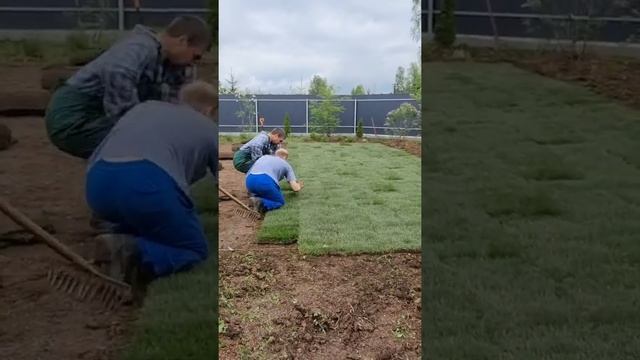 Рулонный газон. Укладка рулонного газона под ключ согласно агротехническими нормами. Гарантия! смотреть онлайн