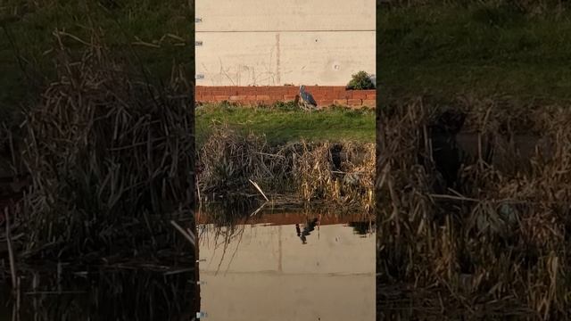 Цапля поймала крысу,я думал они рыбой питается. смотреть онлайн